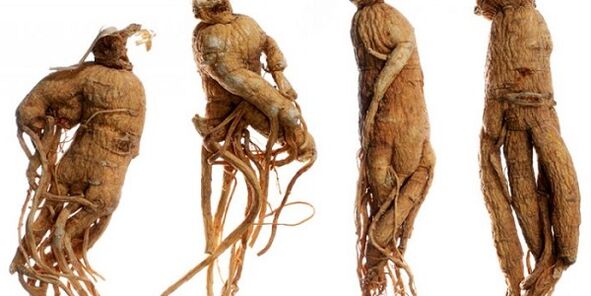 The root of the ginseng to increase the penis